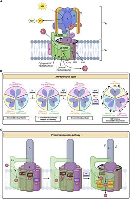 Structural and functional understanding of disease-associated mutations in V-ATPase subunit a1 and other isoforms